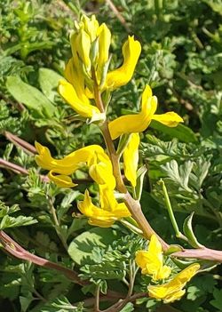 Smallflower Fumeflower, Southern Corydalis, Golden Corydalis, Scrambled Eggs Plant, Fumewort, Corydalis micrantha subsp. australis